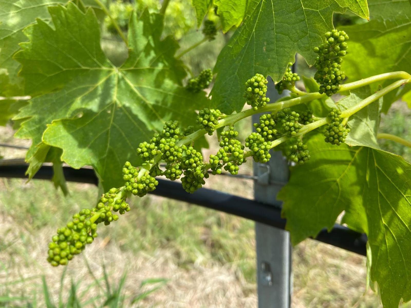 Tenuta Le Mandorlaie, Agriturismo In Scansano Dış mekan fotoğraf