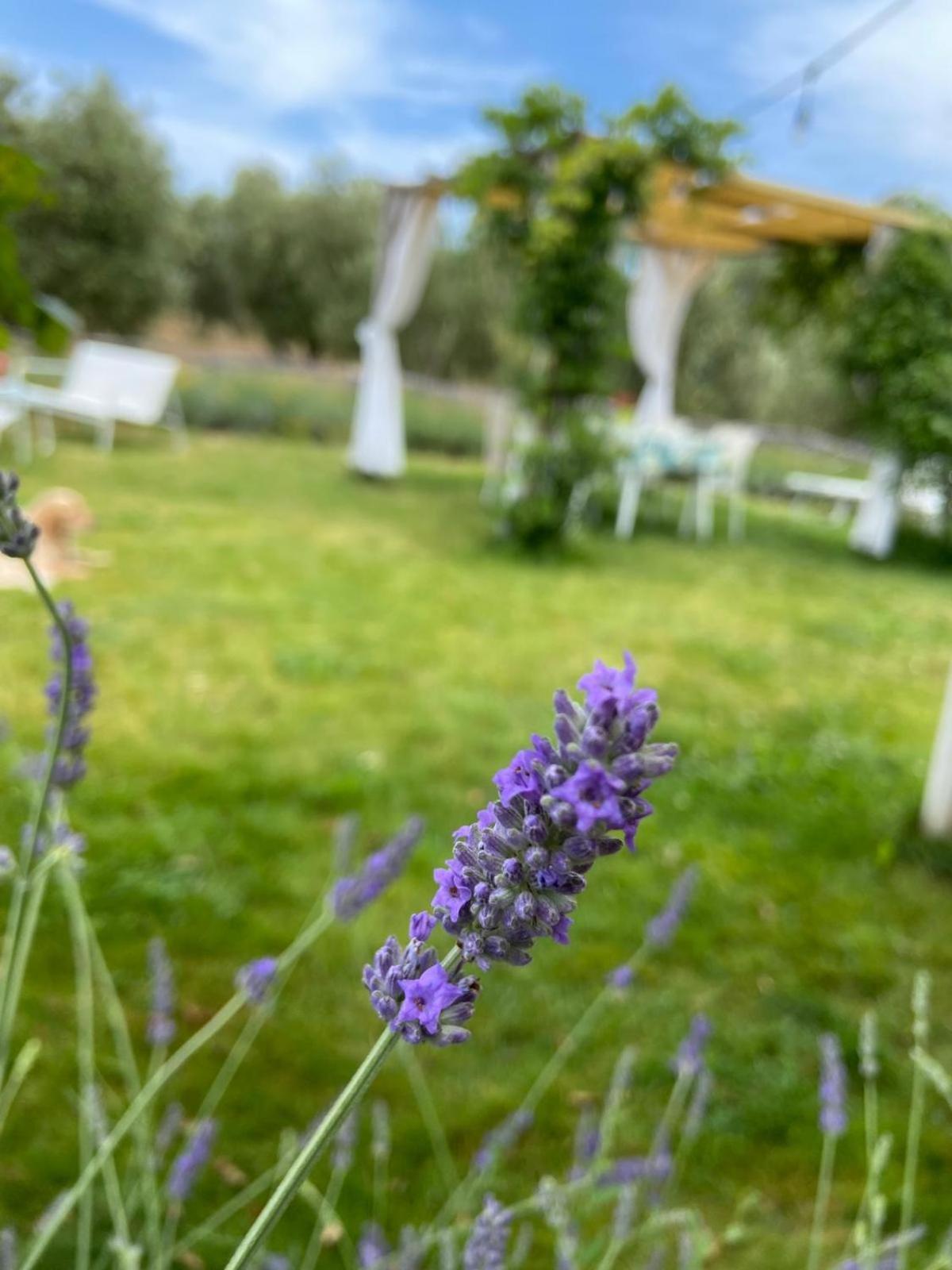 Tenuta Le Mandorlaie, Agriturismo In Scansano Dış mekan fotoğraf