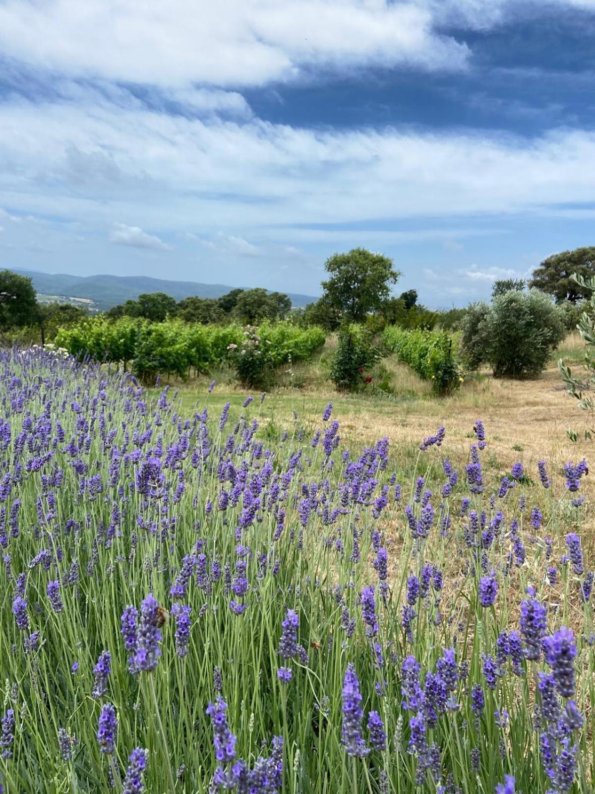 Tenuta Le Mandorlaie, Agriturismo In Scansano Dış mekan fotoğraf