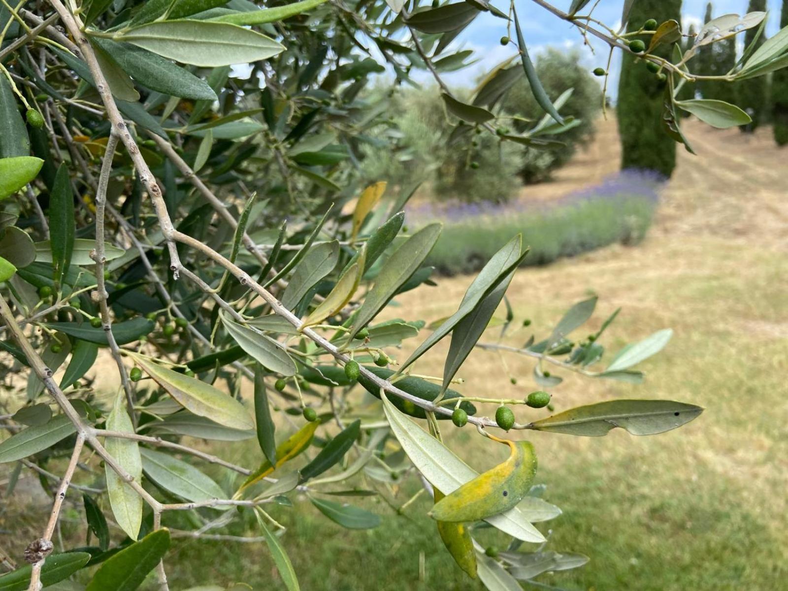 Tenuta Le Mandorlaie, Agriturismo In Scansano Dış mekan fotoğraf