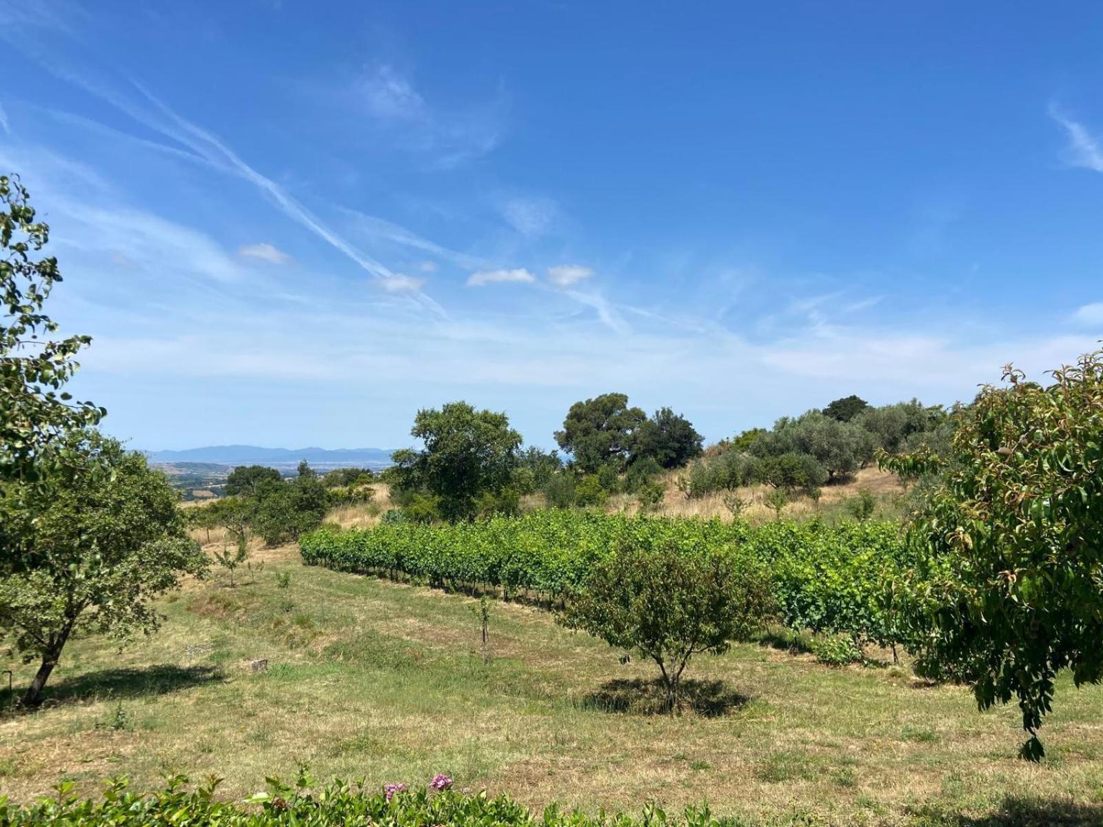 Tenuta Le Mandorlaie, Agriturismo In Scansano Dış mekan fotoğraf