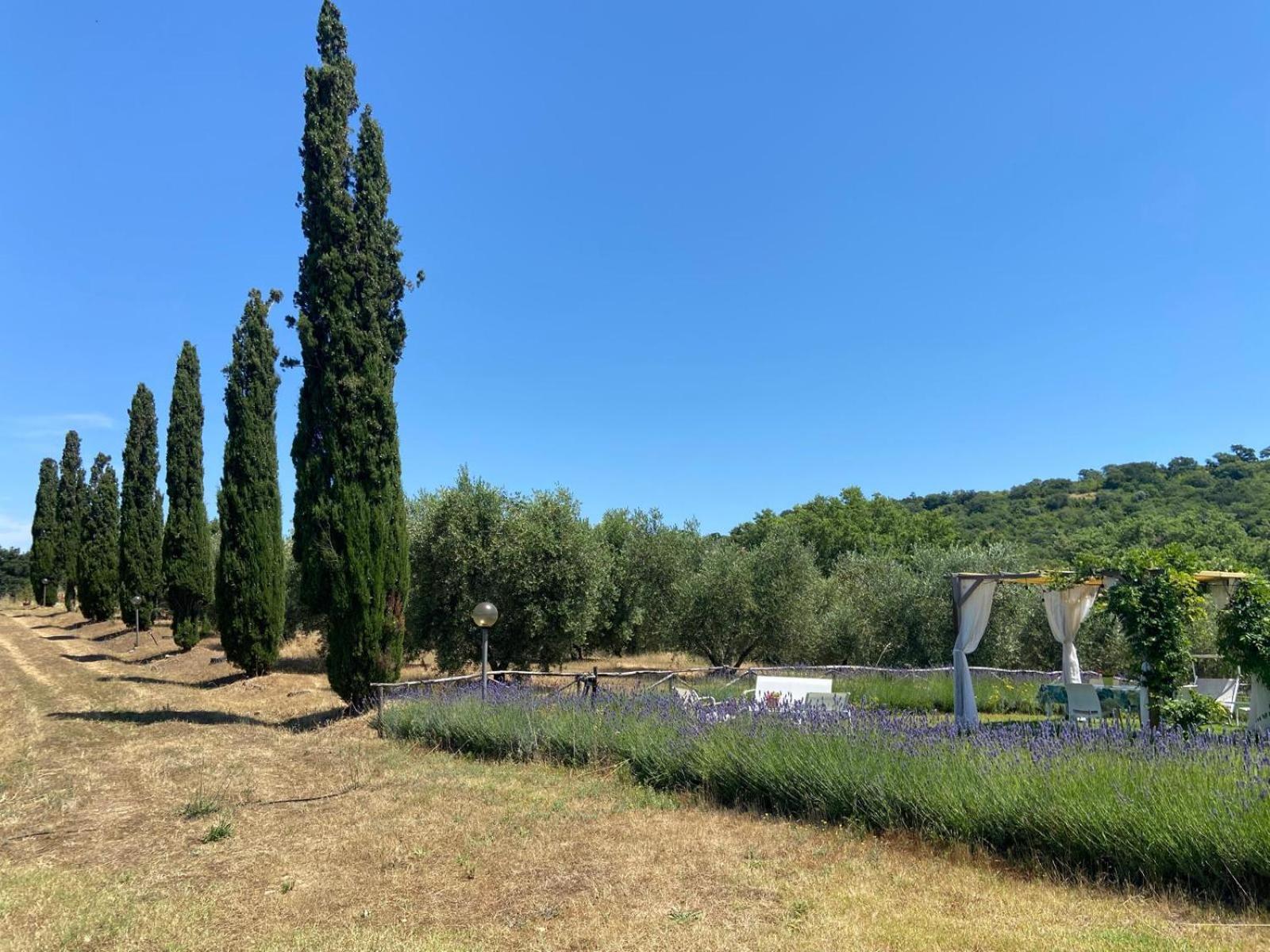 Tenuta Le Mandorlaie, Agriturismo In Scansano Dış mekan fotoğraf
